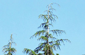 western hemlock top graphic